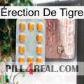 Érection De Tigre new13